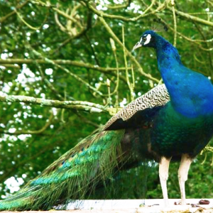 Animaux abbaye Sainte-Anne de Kergonan