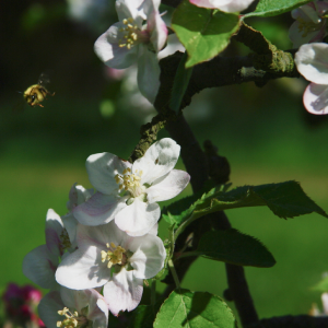 Les fleurs abbaye Sainte Anne de Kergonan