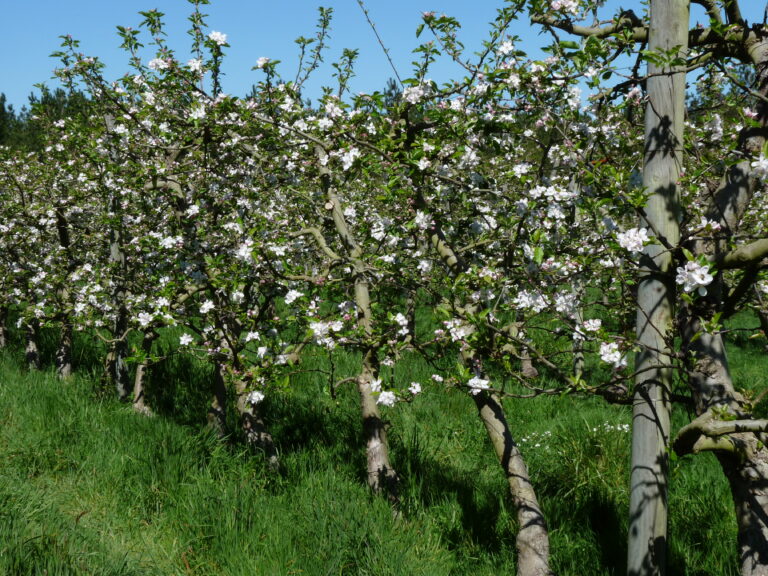 Verger de pommes