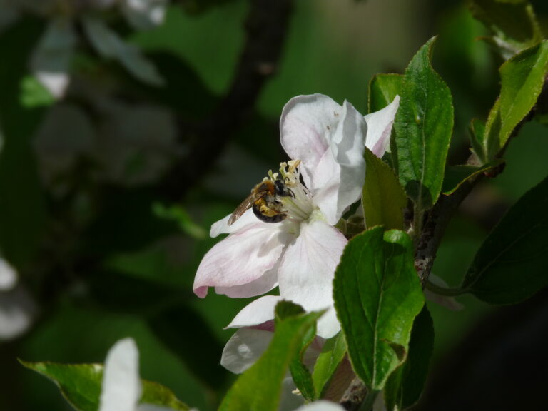 abeille fleurs 2
