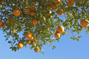 Fresh oranges on tree